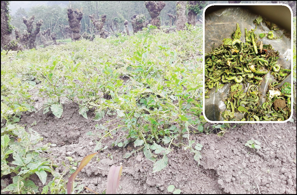 Khonoma’s organic potato farms invaded by worms 